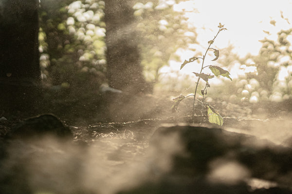 Dust and pollen can cause allergies. Image by Eugene Chystiakov.