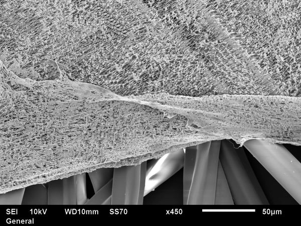 SEM image of Spyderweb Filter